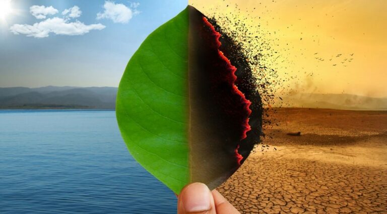 hoja 2 768x426